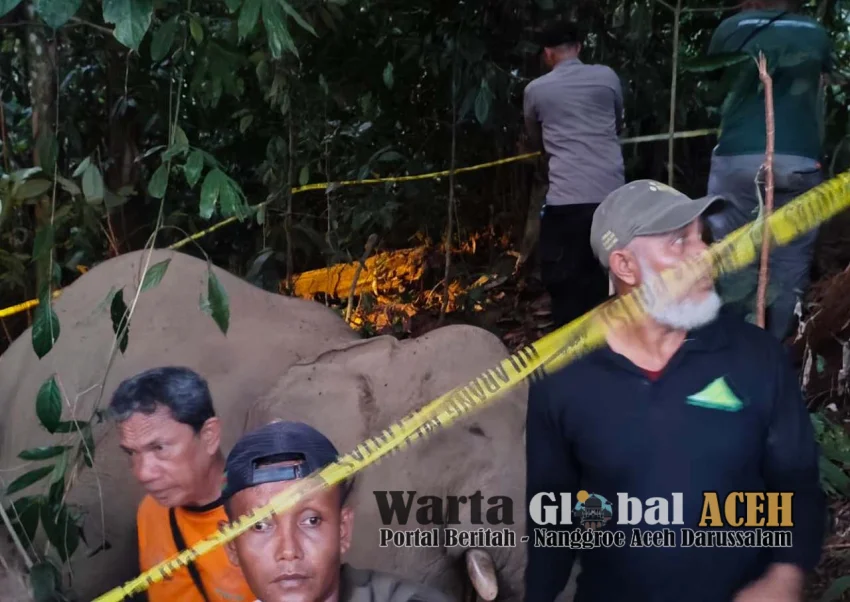 Gajah Jantan Mati Diduga Meminum Racun Rumput 
