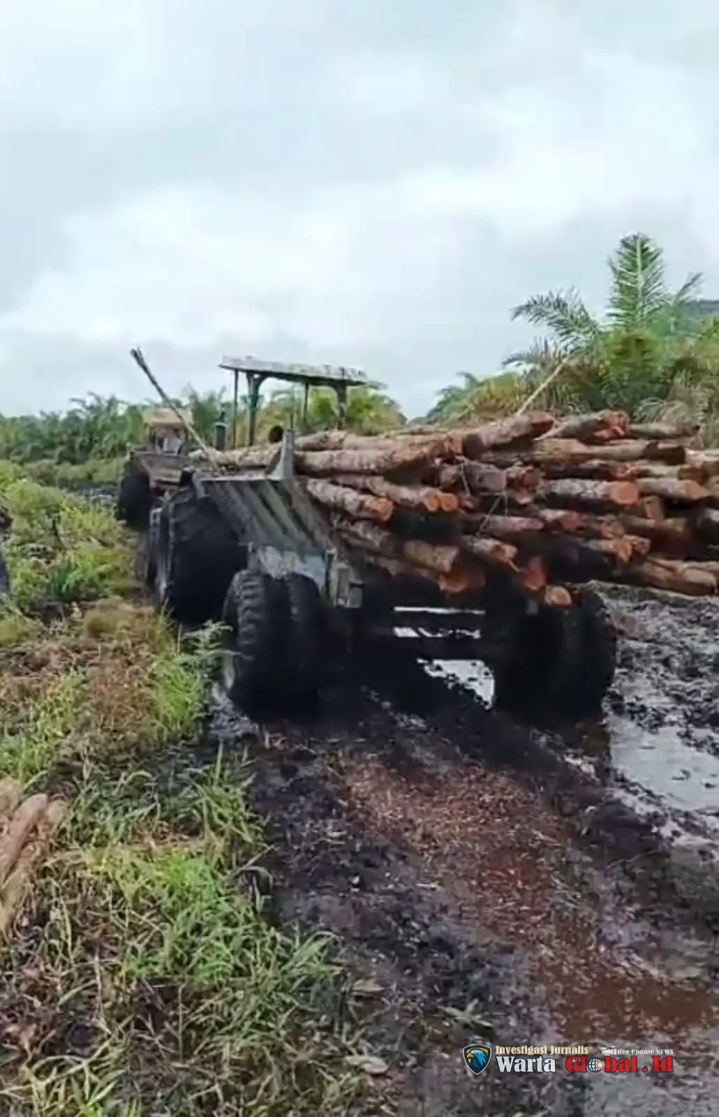 Masyarakat Geram! PT Fajar Saudara Lestari Diduga Tebang Hutan Lindung di Batu Ampar