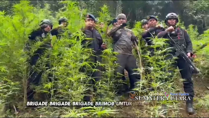 Sat Brimob Polda Sumut Temukan Dan Musnahkan Ladang Ganja  Seluas 10 Hektare Di Mandailing Natal