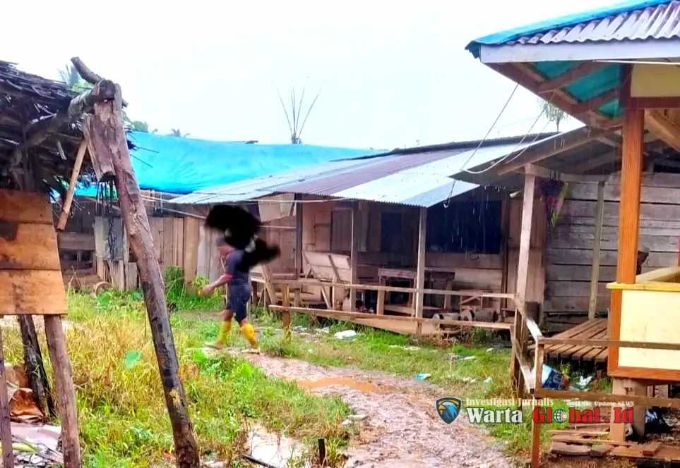 Greenpeace–PPASDA Masuk ke Kasus Kusubibi: Oknum Aparat Diduga Kawal Peredaran Sianida Ilegal, Sherly - Hi Haidir Jadi Target Utama.