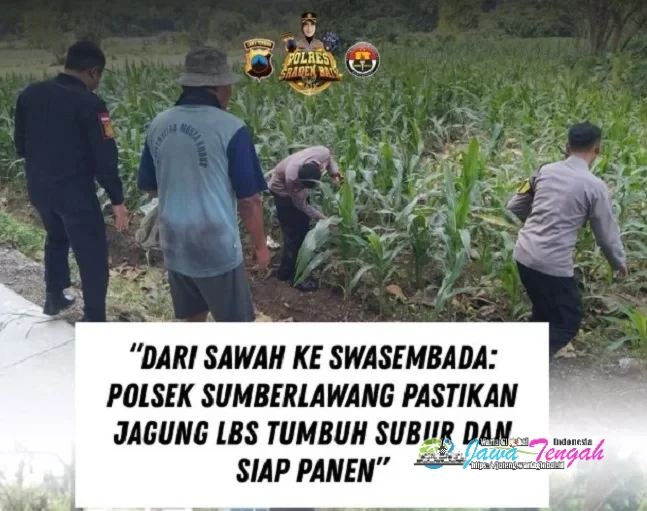 Polres Sragen Cek Tanaman Jagung Kwartal IV di Sumberlawang, Dukung  Program Swasembada Pangan Nasional