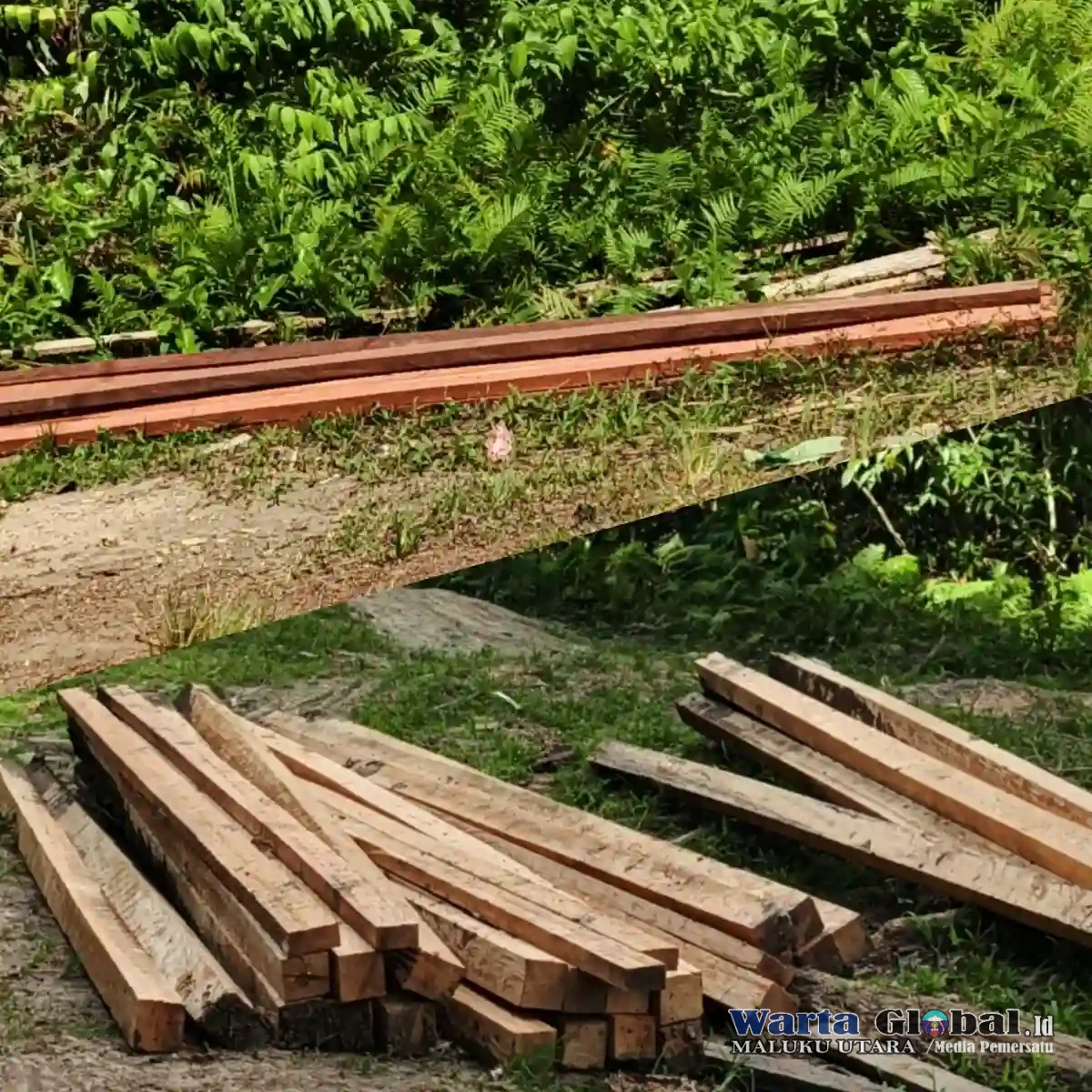 Pembalakan Ilegal Diduga Marak, Kayu Disebut Masuk ke Pangkalan Daeng Kumis.