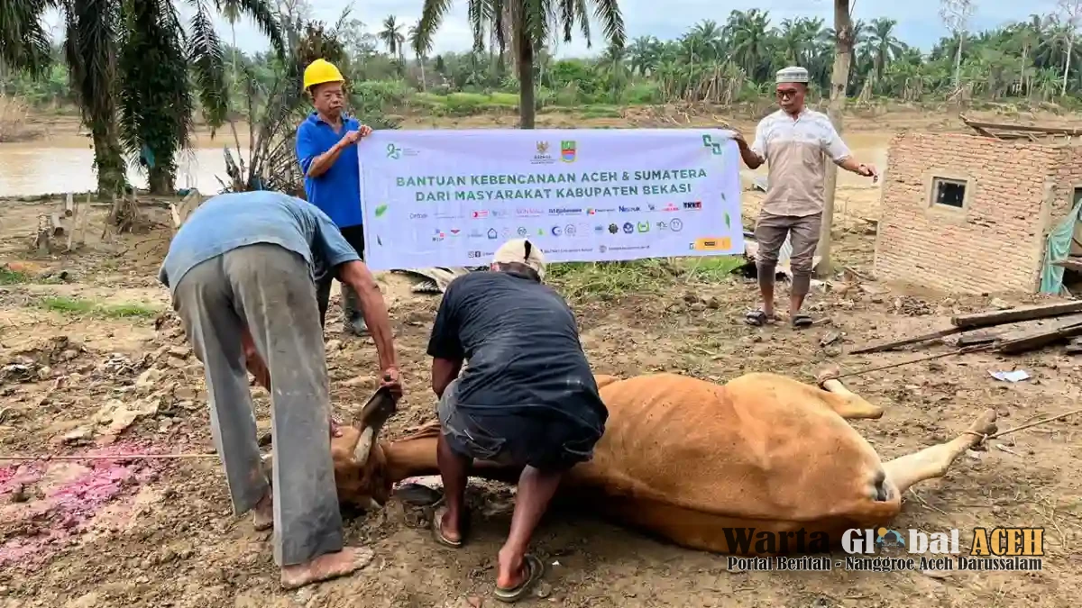 BAZNAS Kabupaten Bekasi Salurkan 8 Ekor Sapi Meugang untuk Warga Terdampak Banjir di Aceh Tamiang