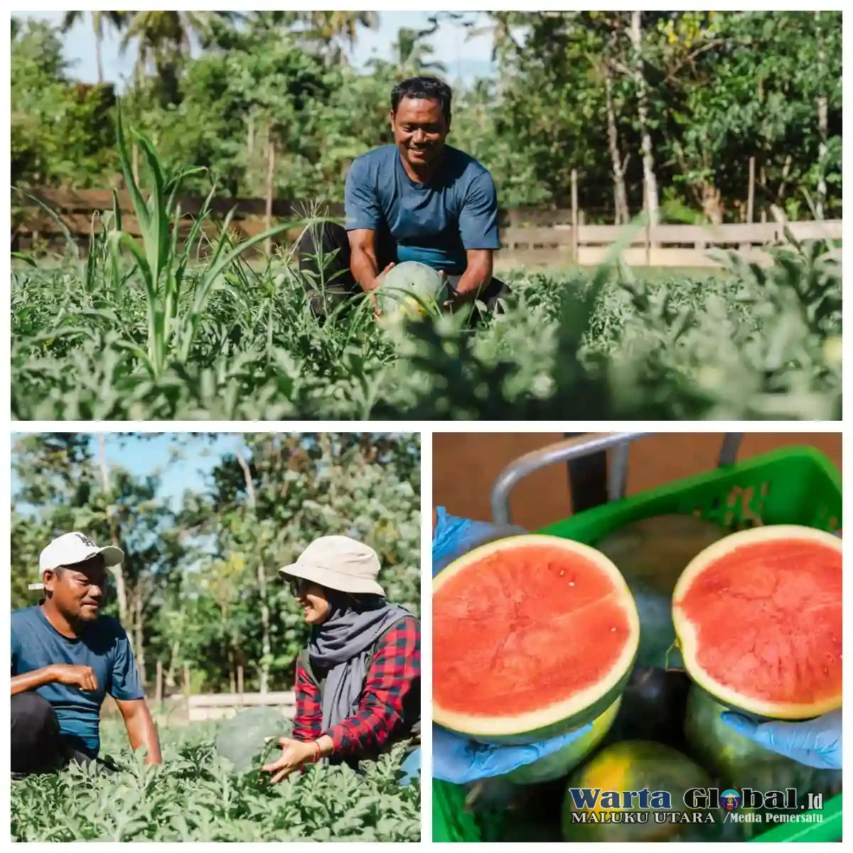 Petani Milenial Obi Pasok Puluhan Ton Buah dan Sayur ke Harita Nickel