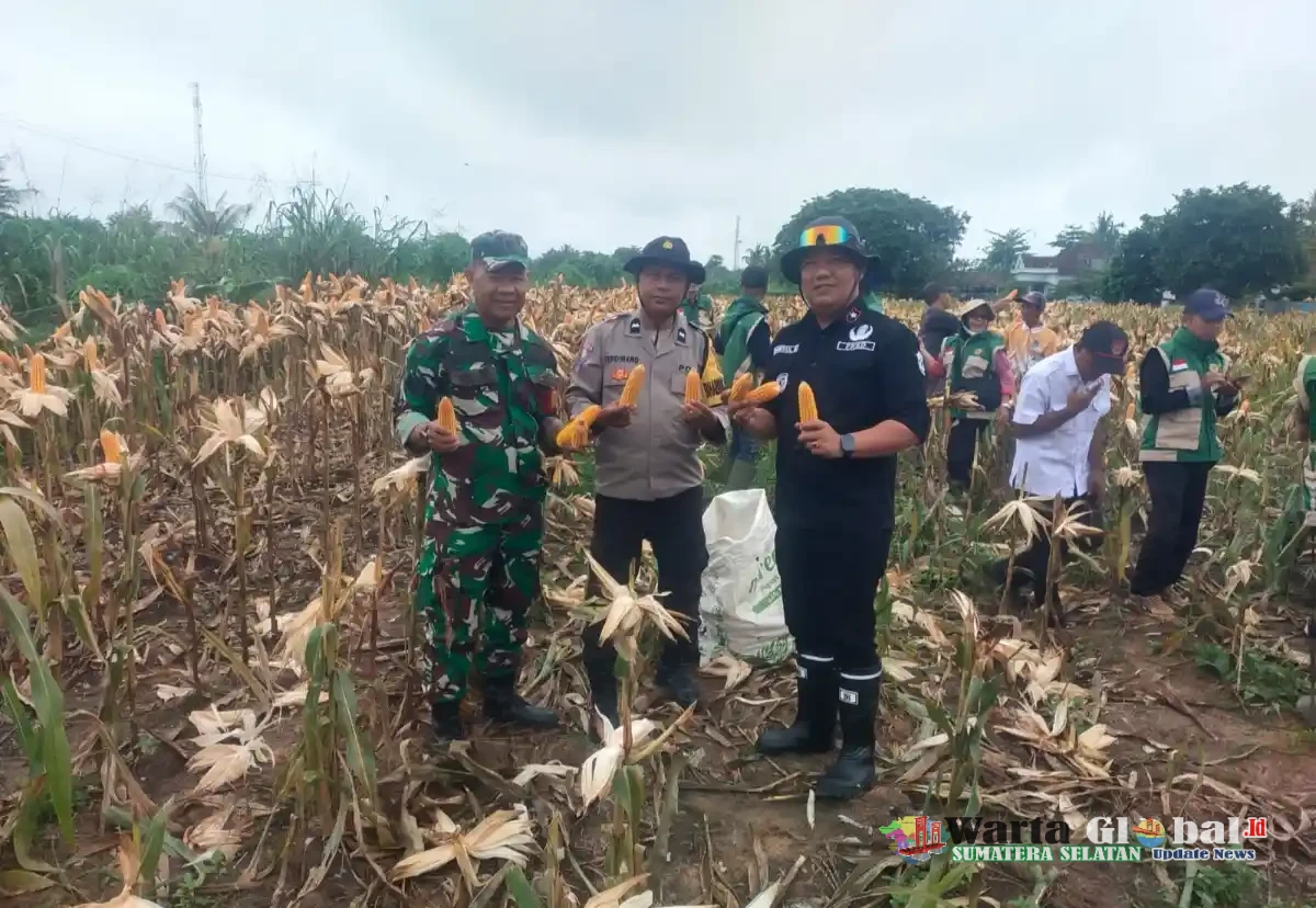 Polsek Tanjung Batu Panen Jagung Program Ketahanan Pangan di Desa Talang Tengah Darat!!!!?