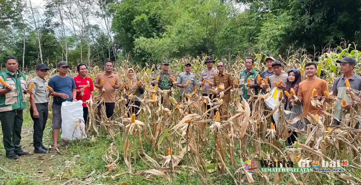 POLSEK TANJUNG BATU POLRES OGAN ILIR LAKSANAKAN PANEN JAGUNG PROGRAM KETAHANAN PANGAN DI DESA TANJUNG TAMBAK!!!!