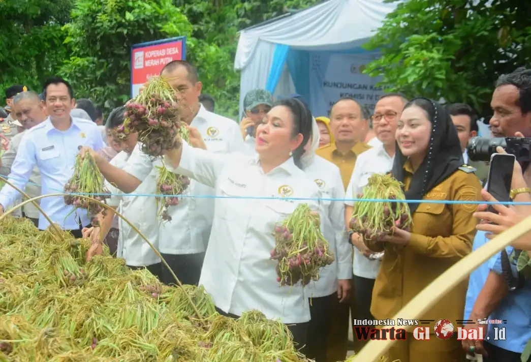 Titiek Soeharto Kunker di Brebes, Tinjau Industri Bawang Merah Dorong Ekspor dan Penguatan Fasilitas Petani Titiek Soeharto Kunker di Brebes, Tinjau Industri Bawang Merah Dorong Ekspor dan Penguatan Fasilitas Petani
