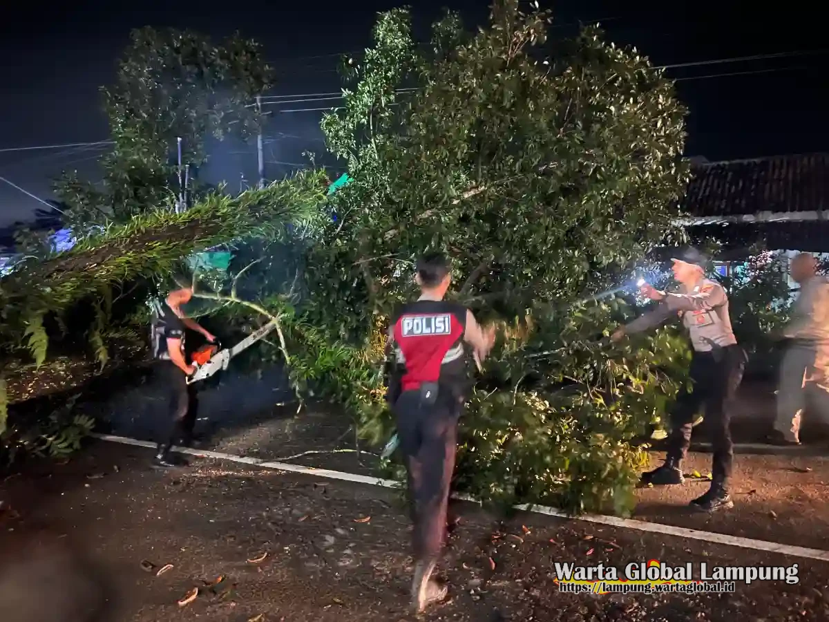 Pohon raksasa tumbang di jalintim,arus lalu lintas lumpuh polisi gerak cepat selamat kan situasi Pohon raksasa tumbang di jalintim,arus lalu lintas lumpuh polisi gerak cepat selamat kan situasi