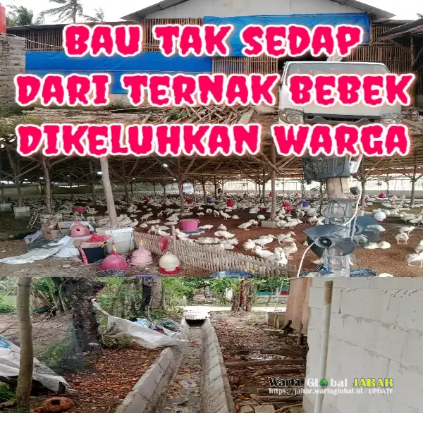 Warga Keluhkan Bau Tak Sedap, Ternak Bebek Berdiri Di Kawasan Permukiman, Diduga Tidak Sesuai SOP