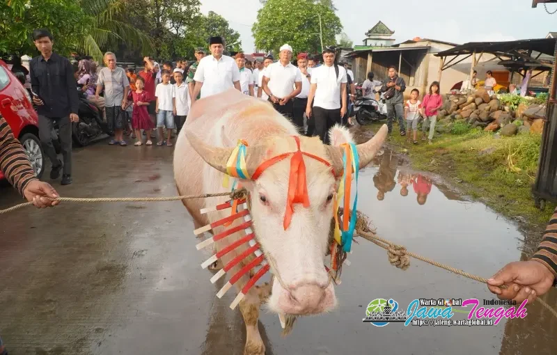 Bupati Jepara dan Ribuan Masyarakat Antusias Saksikan Tradisi Kirab Kerbau Bule