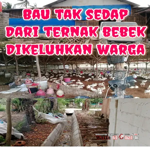Warga Keluhkan Bau Tak Sedap!!! Ternak Bebek Berdiri Di Kawasan Permukiman