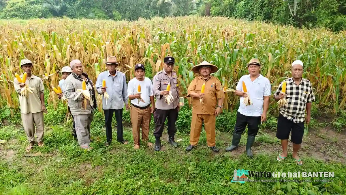 Kapolsek Kresek Pimpin Panen Jagung Hibrida di Desa Cipaeh, Perkuat Ketahanan Pangan dan Kemandirian Petani