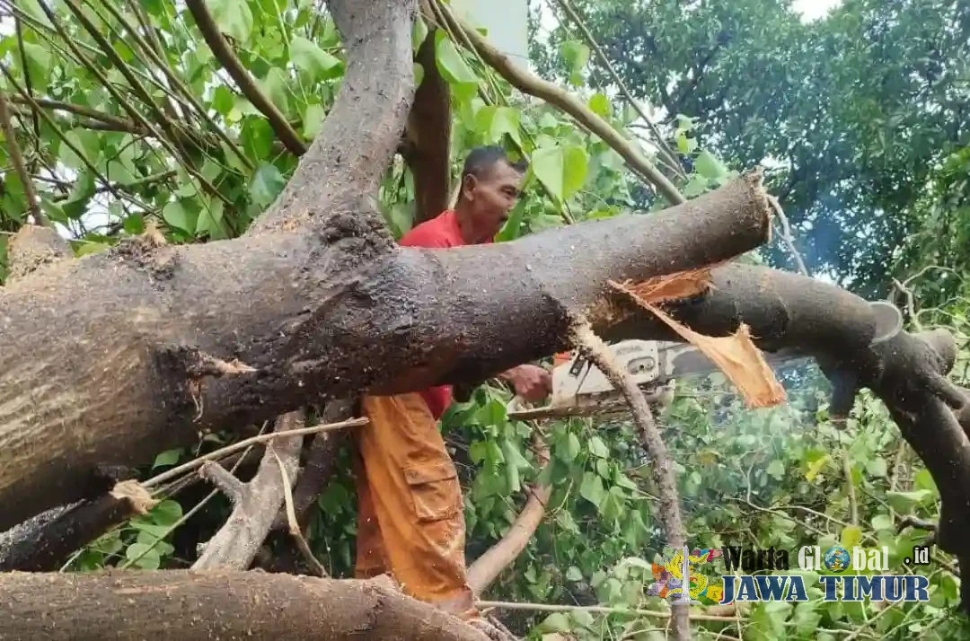 Ngeri! Puluhan Pohon Tumbang di Kota Semarang, Akibat Cuaca Ekstrem