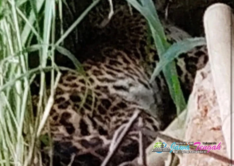 Heboh!! Dua Ekor Macan Terlihat Turun Gunung Lawu, Warga Diminta Waspada