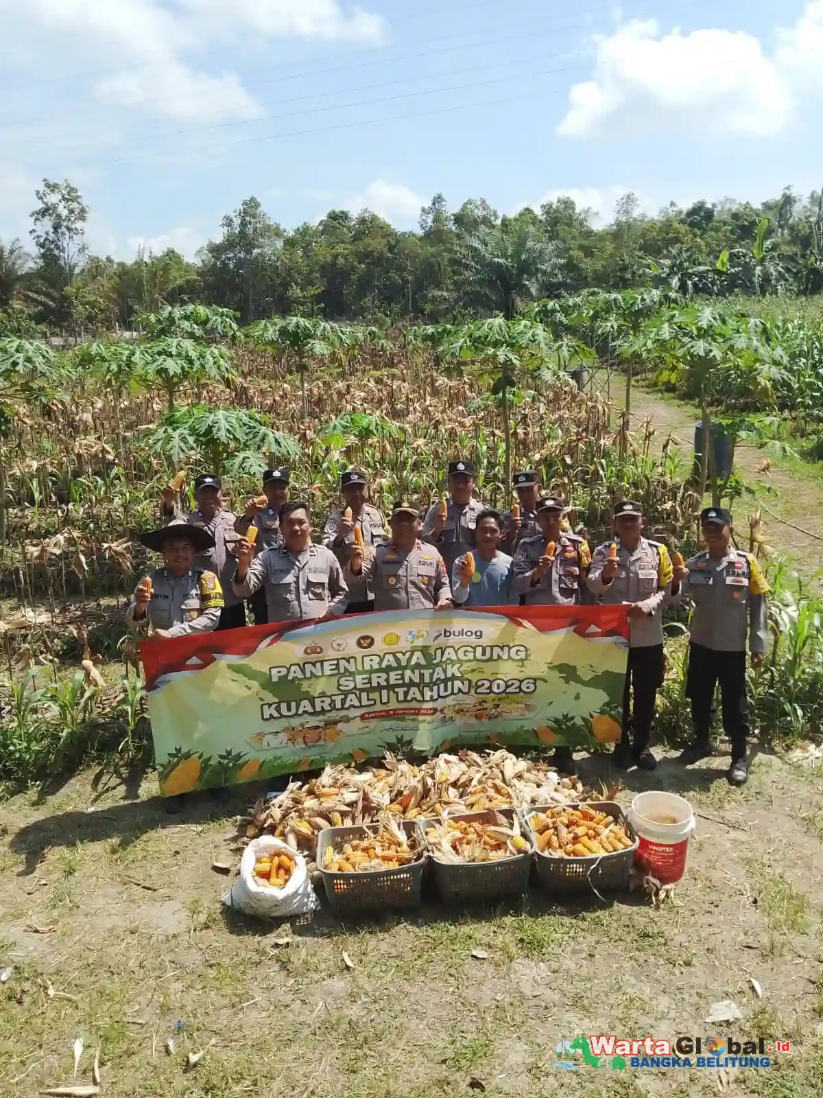 Polsek Bakam Panen Jagung Kuartal I, Dukung Ketahanan Pangan