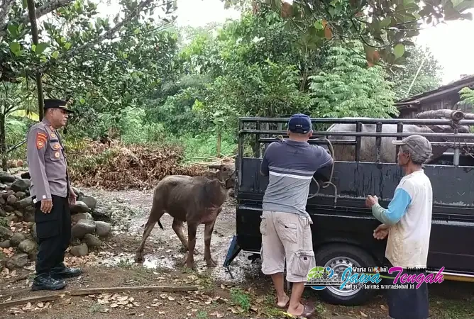 Polisi Berhasil Evakuasi Kerbau Mengamuk tanpa Menimbulkan Korban Jiwa