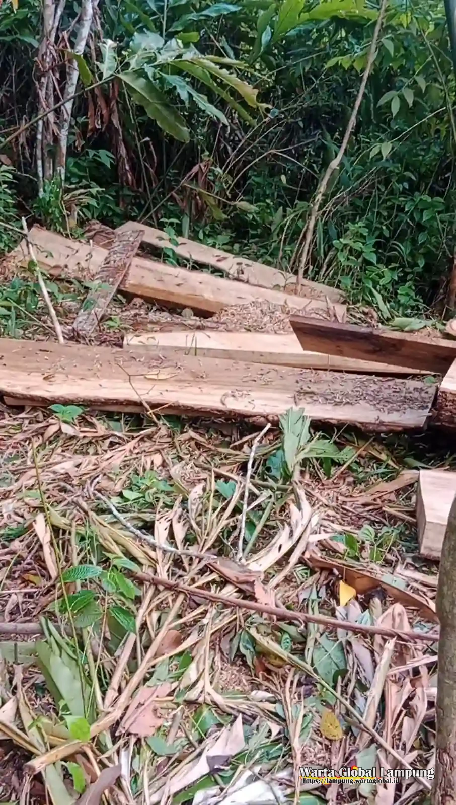 Diduga Lakukan Penebangan Liar di TNBBS, Warga Talang 6 Pekon Padang Tambak Disorot