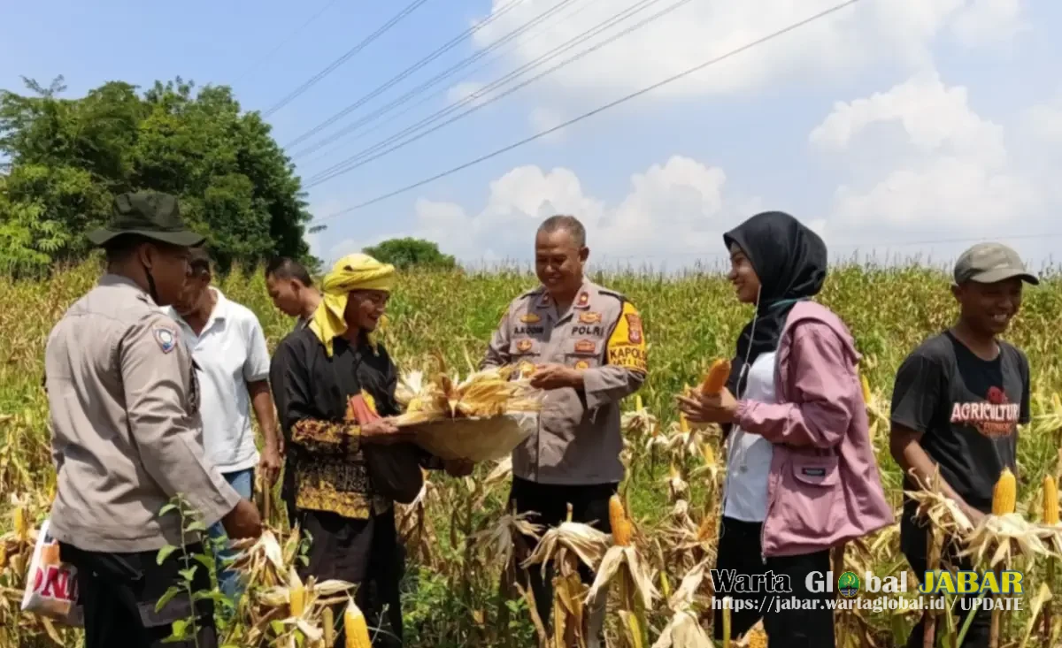 Panen Jagung 10.200 Meter Persegi di Purwakarta, Bukti Nyata Polri Dukung Swasembada Pangan Nasional