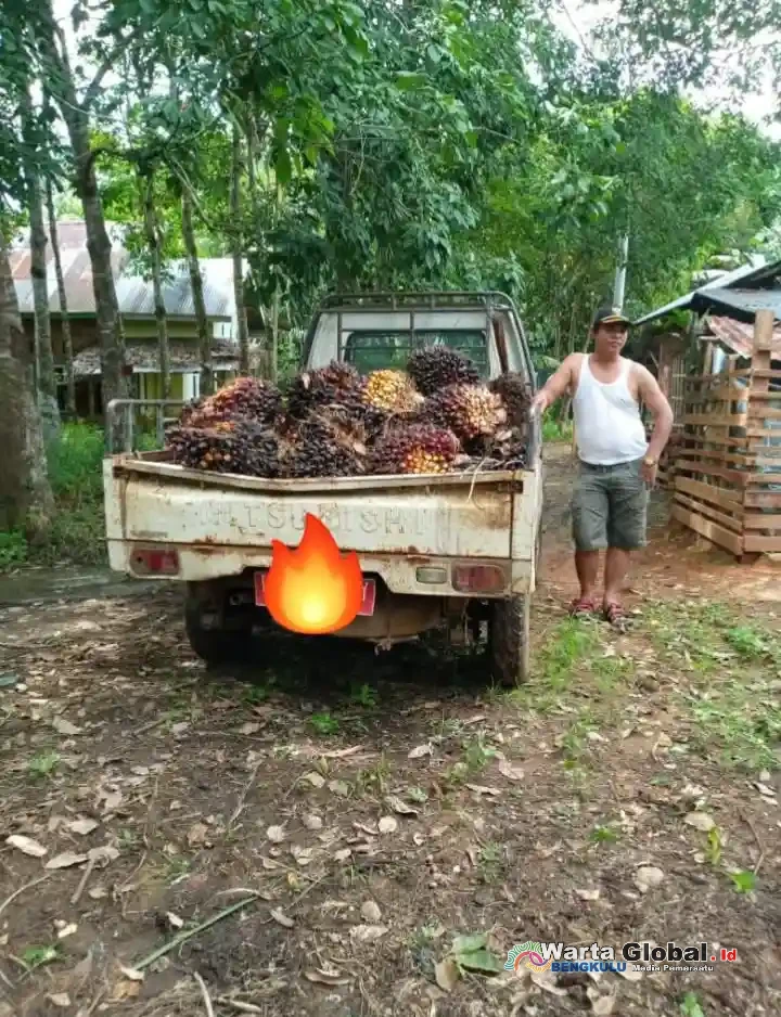 Mobil Desa digunakan Angkut Sawit Pribadi Milik Oknum Kades Talang Benuang
