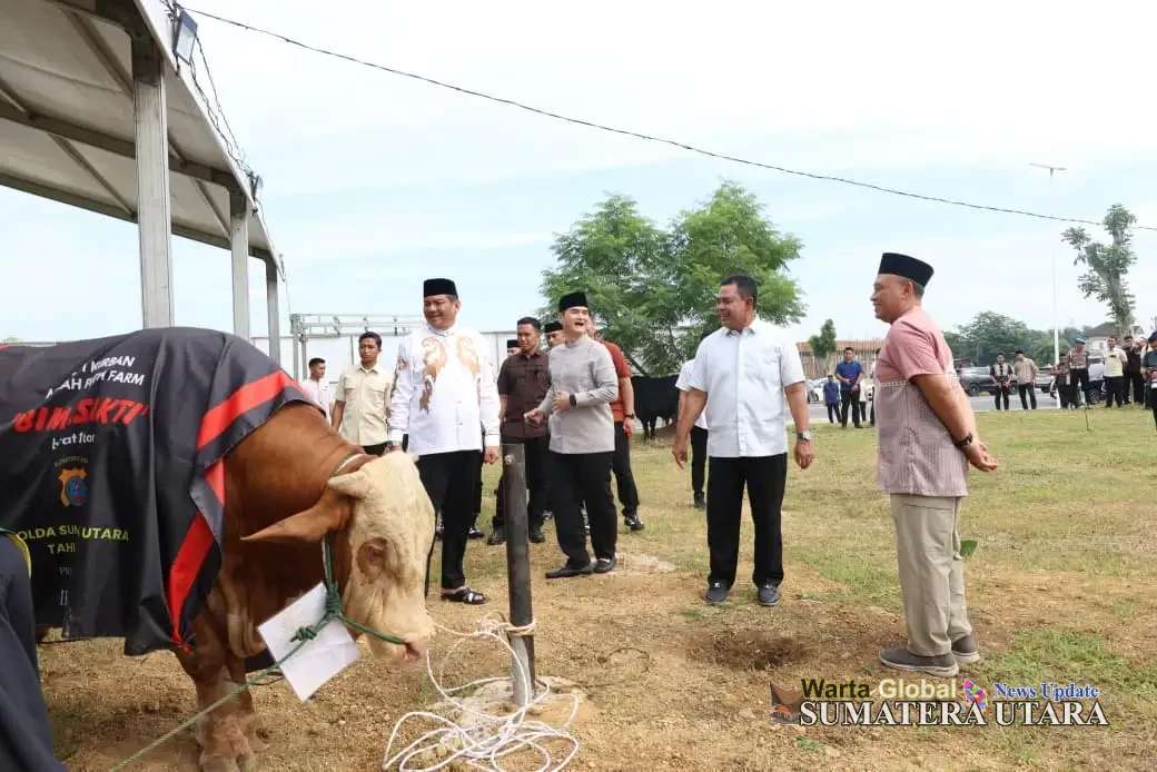 Polda Sumut Sembelih 31 Ekor Sapi di Hari Raya Idul Adha & Dibagikan dalam 4.976 Paket, Sapi Kurban Kapolda Berbobot 1 Ton