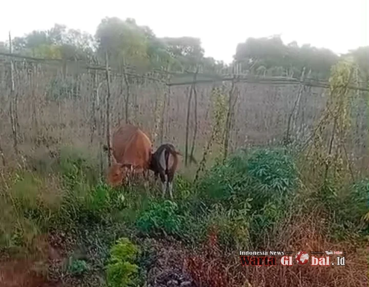 Petani Desa Oenaek Terancam Gagal Panen Akibat Sapi Lepas Liar, Warga Desak Penegakan Hukum Tegas