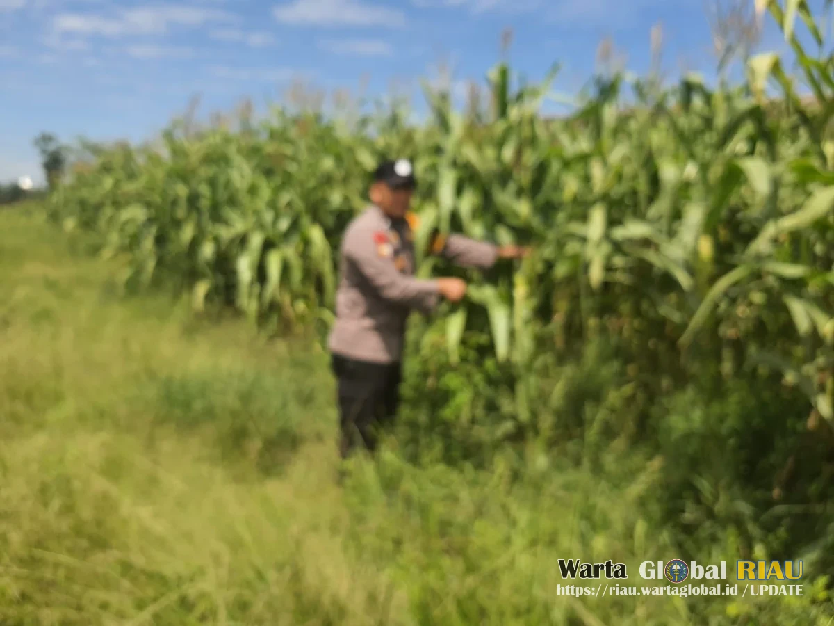Dukung Program Ketahanan pangan2026, Kapolsek Pinggir Cek Perkembangan Lahan Tanaman Jagung Senin, 18/05/2026 | 14:34