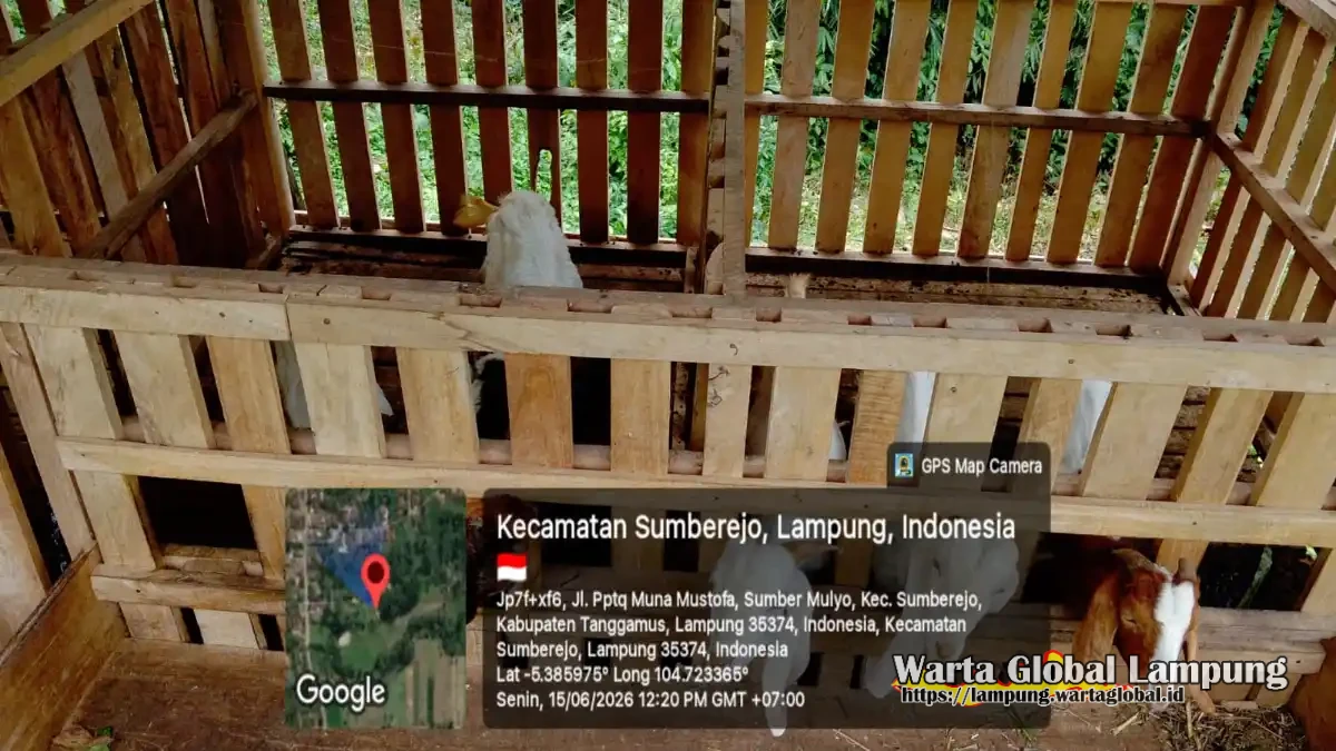 Camat kecamatan Sumberjo tanggapi BUMDES pekon wonoharjosudah sampai ke Insfektorat dan Tifikor