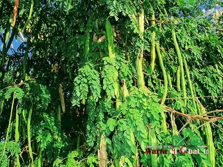 "Moringa Indonesia Punya Kualitas, Tapi India Punya Skala: Kenapa Kita Selalu Kalah Cepat?"