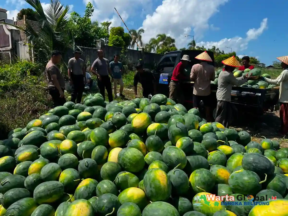 Polres Bangka Barat Sulap Lahan Kritis Menjadi Kebun Produktif, Panen 15 Ton Semangka